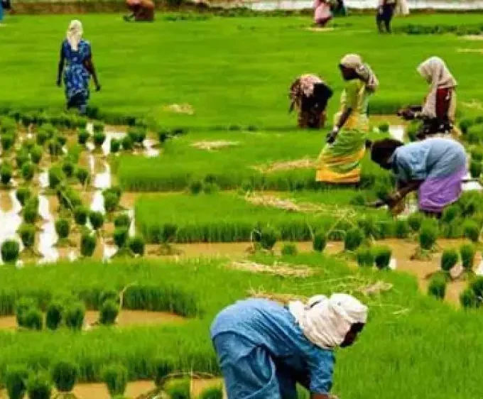 AI and agriculture